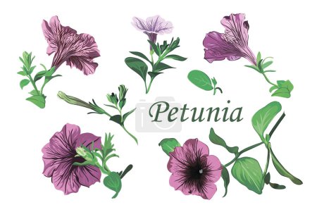 Téléchargez les illustrations : Ensemble de fleurs de pétunia sur un fond blanc. Illustration vectorielle de fleurs de pétunia rose et violet. Image isolée - en licence libre de droit