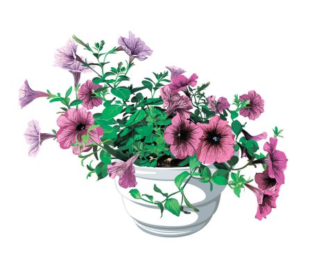 Photo for Pink and purple petunia flowers in a white pot on a white background - Royalty Free Image