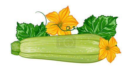 Photo for Composition with fresh green zucchini with leaves and flowers on a transparent background. botanical realistic squash fruit illustration - Royalty Free Image