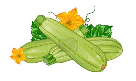 Photo for Composition with fresh green zucchini with leaves and flowers on a transparent background. botanical realistic squash fruit illustration - Royalty Free Image