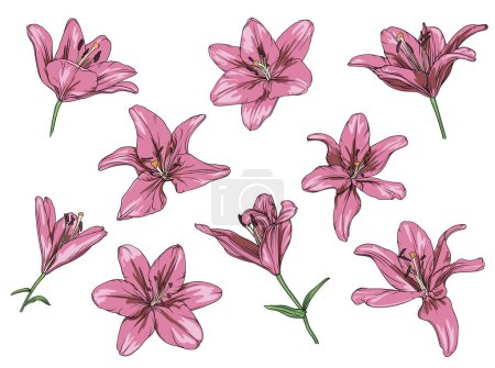 Photo for Vector set of drawn pink lilies on a transparent background. lily flower botanical illustration - Royalty Free Image