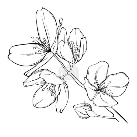 Photo for Image of jasmine with flowers. black outline on a transparent background. botanical vector illustration - Royalty Free Image
