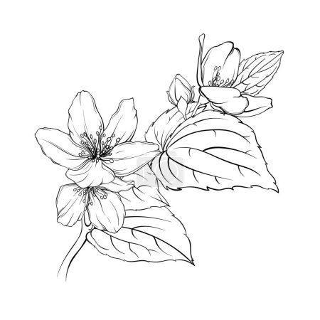 Photo for Monochrome illustration of jasmine flowers, elegant fragrant flowers, delicate petals and leaves sketch - Royalty Free Image