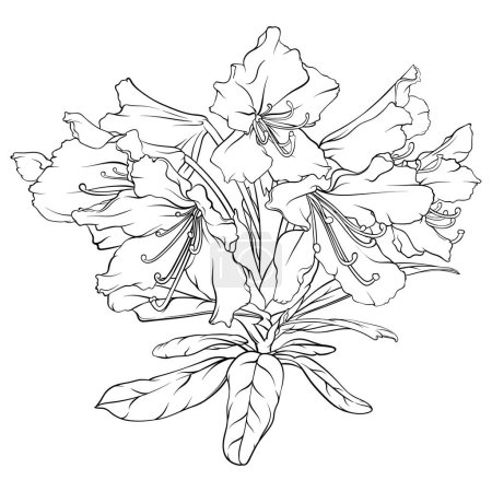 Rhododendronzweig mit Blüten und Blättern. Schwarz-weiße handgezeichnete Illustration
