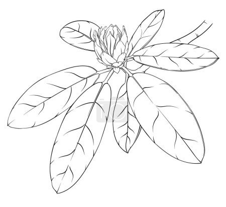 Illustration for Branch of rhododendron with unblown buds and leaves. monochrome hand drawn illustration, stained glass window, coloring book - Royalty Free Image