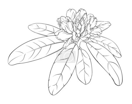 Illustration for Branch of rhododendron with unblown buds and leaves. monochrome hand drawn illustration, stained glass window, coloring book - Royalty Free Image