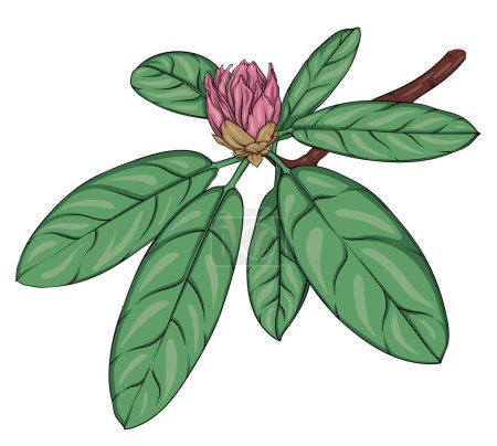 Photo for Rhododendron branch with unblown buds and leaves. hand drawn illustration - Royalty Free Image