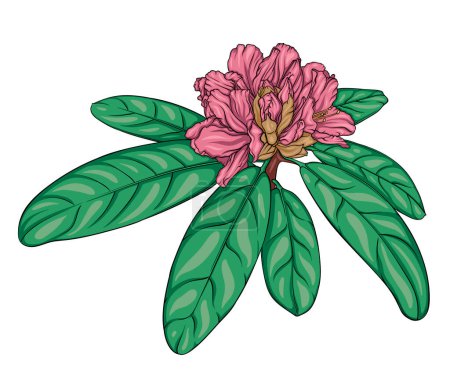 Illustration for Rhododendron branch with unblown buds and leaves. vector color hand drawn illustration, stained glass - Royalty Free Image