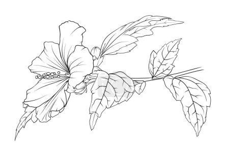 Illustration for Vector monochrome hibiscus branch on a transparent background. botanical hand drawn illustration of flowers, leaves and buds. - Royalty Free Image