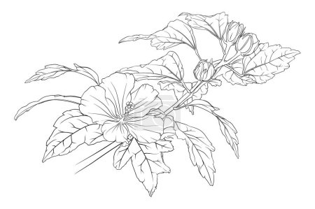 Photo for Vector monochrome composition of hibiscus branches with leaves and flowers. botanical hand drawn illustration of flowers, leaves and buds. coloring - Royalty Free Image
