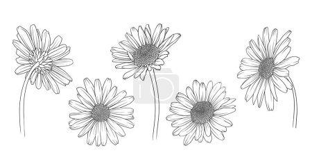 Photo for Chamomile chrysanthemum and daisy back view in monochrome vector style, vector illustration for coloring book - Royalty Free Image