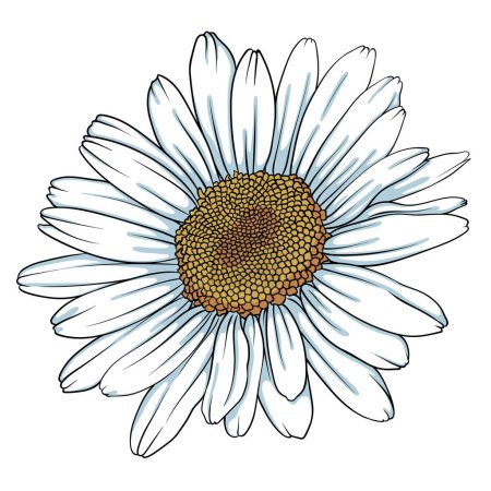 Photo for Chamomile flower, chrysanthemum and daisy. sketch for your design. Vector illustration - Royalty Free Image