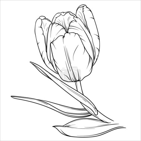 Photo for Vector Tulip floral botanical flower. Wild spring leaf wildflower isolated. Black and white engraved ink art. Isolated tulip illustration element on white background - Royalty Free Image