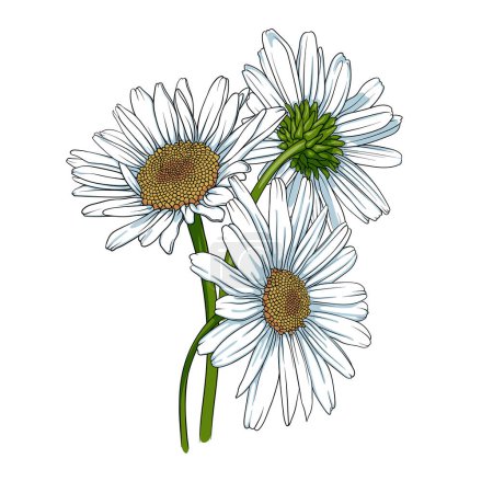 Photo for Bouquet of daisies on a white background. Vector illustration chamomile - Royalty Free Image