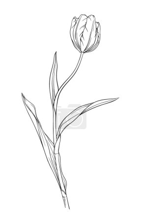 Photo for Tulip flower. Black and white engraved ink art. Isolated tulip illustration element on white background. - Royalty Free Image