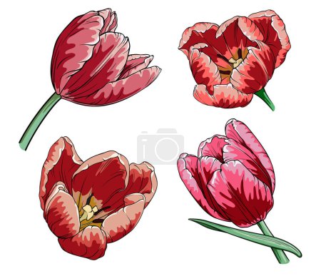 Photo for Set of red tulips on a white background. Vector illustration of flower buds on a transparent background - Royalty Free Image
