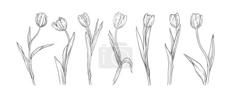 Photo for Vector set of graceful tulips on a long stem on a transparent background. Collection of spring flowers. Vector botanical ink painting, engraving - Royalty Free Image