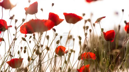 Red poppies in the meadow-stock-photo