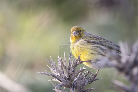 Photo for Serinus canaria perched on a plant eating feeding - Royalty Free Image