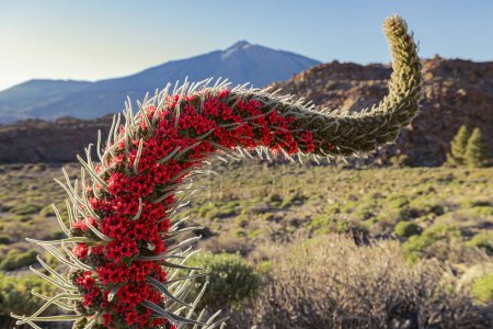 Foto de Red Echium wildpretii en el Parque Nacional del Teide, Tenerife, Islas Canarias, España
. - Imagen libre de derechos