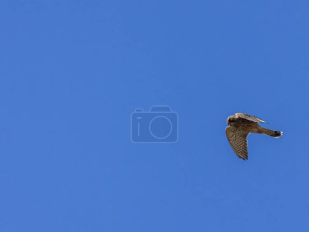 Foto de Cernícalo común silvestre (Falco tinnunculus canariensis) en vuelo - Imagen libre de derechos
