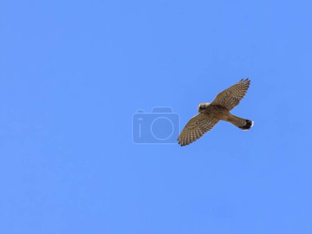 Foto de Cernícalo común silvestre (Falco tinnunculus canariensis) en vuelo - Imagen libre de derechos