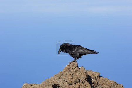 Foto de Retrato de cuervo común negro sobre una roca, con el fondo de un cielo azul, fotografiado en la isla de La Palma, Islas Canarias. - Imagen libre de derechos