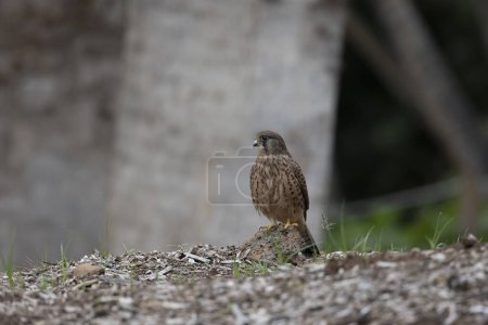 Foto de Cernícalo común salvaje (Falco tinnunculus canariensis) fotografiado en la isla de Tenerife, Islas Canarias. - Imagen libre de derechos