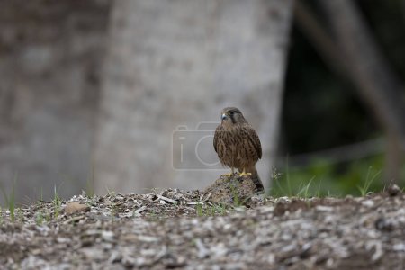 Foto de Cernícalo común salvaje (Falco tinnunculus canariensis) fotografiado en la isla de Tenerife, Islas Canarias. - Imagen libre de derechos
