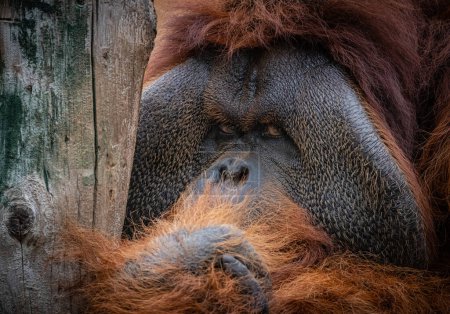Foto de Retrato de un orangután con los ojos fijos en el fotógrafo - Imagen libre de derechos