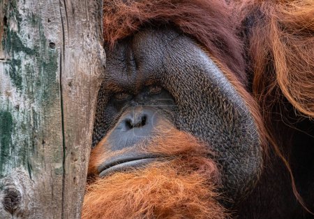 Foto de Retrato de un orangután con los ojos fijos en el árbol. - Imagen libre de derechos