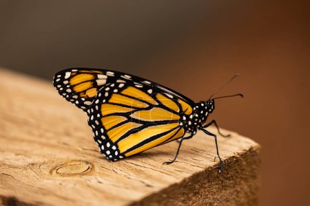 Téléchargez les photos : Papillon monarque nouveau-né à Tenerife, Îles Canaries. - en image libre de droit
