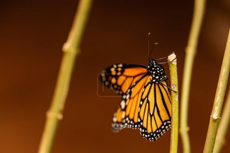 Foto de Mariposa monarca recién nacido en Tenerife, Islas Canarias. - Imagen libre de derechos