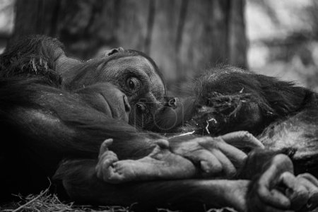 Foto de Retrato de orangután de Sumatra descansando con un bebé - Imagen libre de derechos
