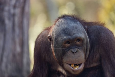 Foto de Retrato de comer orangután de Sumatra - Imagen libre de derechos