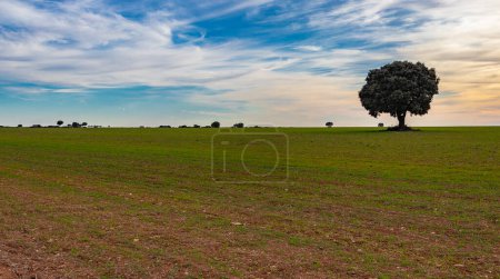 Photo for Landscape in the fields of Guadalajara - Royalty Free Image