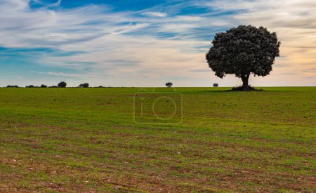 Photo for Landscape in the fields of Guadalajara - Royalty Free Image
