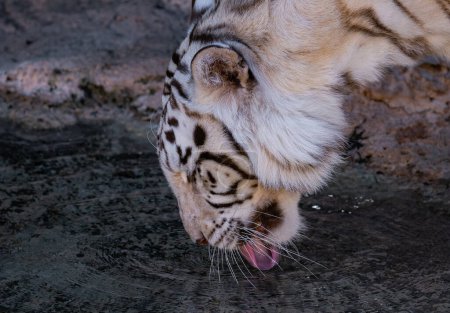 Téléchargez les photos : Eau potable de tigre blanc - en image libre de droit