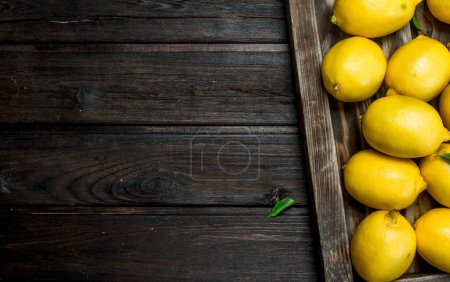 Ripe lemons in the tray. On black wooden background