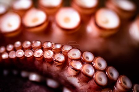 Photo for The tentacles of the octopus are boiled in water. Macro background. Octopus texture. High quality photo - Royalty Free Image