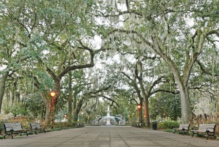 Photo for The fountain at Forsyth Park decorated for Christmas surrounded by live oak trees, in Savannah Georgia - Royalty Free Image
