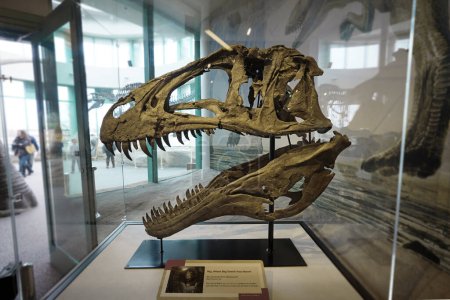 Téléchargez les photos : Crâne d'un Acrocanthosaurus dans l'exposition de dinosaures au Musée des sciences naturelles, l'une des attractions les plus visitées de Raleigh - en image libre de droit
