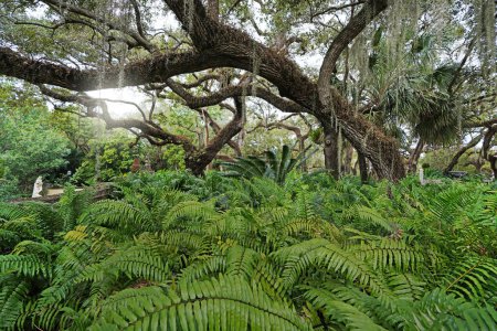 Téléchargez les photos : Fougères et mousse d'Espagne ont couvert des arbres dans les jardins du musée historique de Vizcaya à Miami - en image libre de droit
