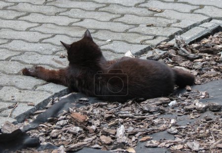 schwarze Hauskatze domestiziert Hauskatze aka felis catus oder felis silvestris Säugetier