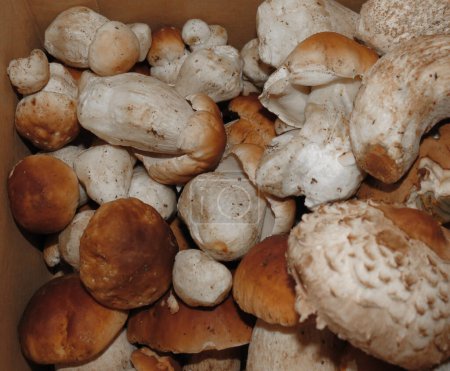 boletus edulis aka penny bun or porcino or cep mushrooms food