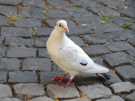 white domestic pigeon aka rock pigeon scientific name Columba livia domestica of animal class birds