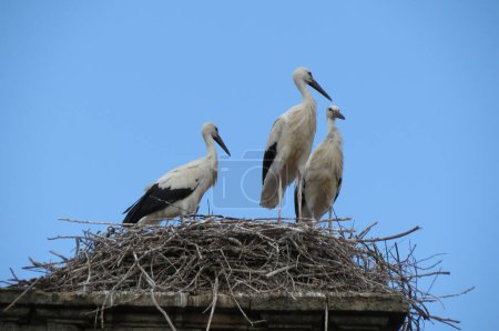 three white storks standing in a nest