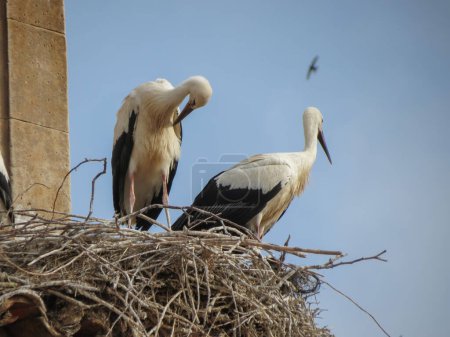 two white storks standing in a nest