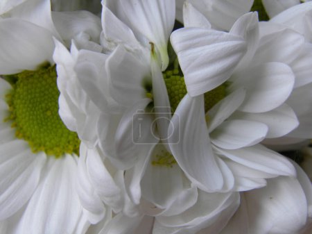 chrysanthème aka mums ou chrysanthes fleur blanche classification scientifique Anthemideae