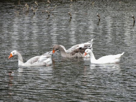 Greylag Geese nombre científico Anser anser de aves de clase animal nadando en un estanque artificial